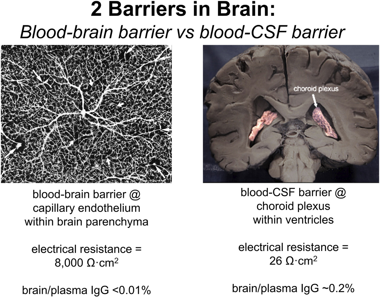 Receptor-mediated drug delivery of bispecific therapeutic antibodies through the blood-brain barrier.