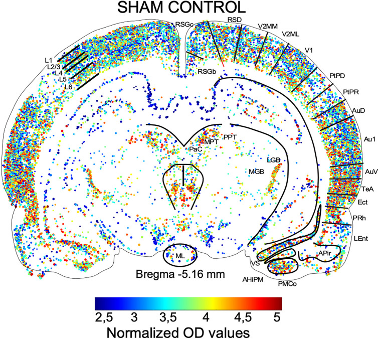 Comparing the effects of transcranial alternating current and temporal interference (tTIS) electric stimulation through whole-brain mapping of c-Fos immunoreactivity.
