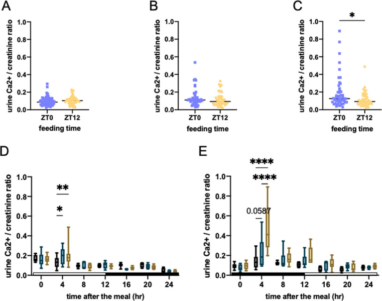 Effect of circadian clock and claudin regulations on inulin-induced calcium absorption in the mouse intestinal tract.