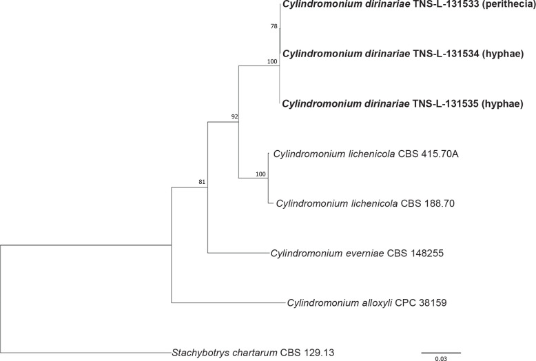 <i>Cylindromonium dirinariae sp. nov</i>. (<i>Ascomycota, Hypocreales</i>), a new nectrioid lichenicolous species on <i>Dirinaria applanata</i> in Japan.