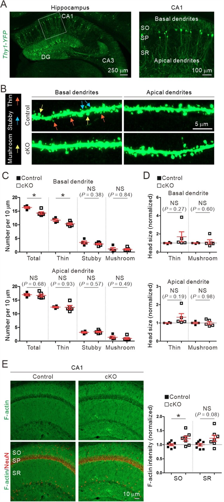 Cell-autonomous reduction of CYFIP2 is insufficient to induce Alzheimer's disease-like pathologies in the hippocampal CA1 pyramidal neurons of aged mice.