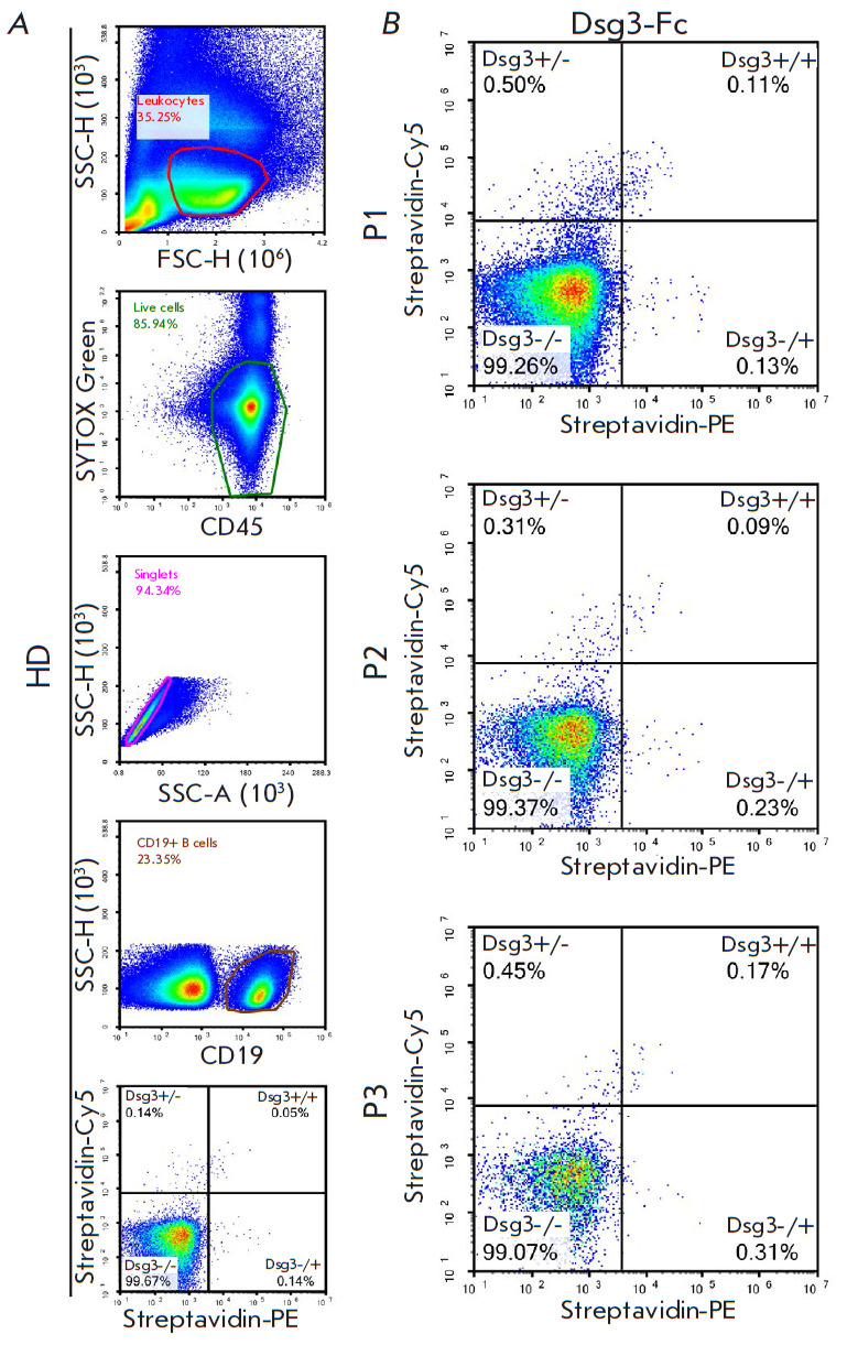 B Cell Profiling in Patients with Pemphigus Vulgaris.