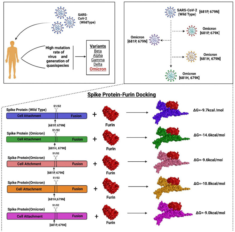 Insights into Omicron's Low Fusogenicity through <i>In Silico</i> Molecular Studies on Spike-Furin Interactions.