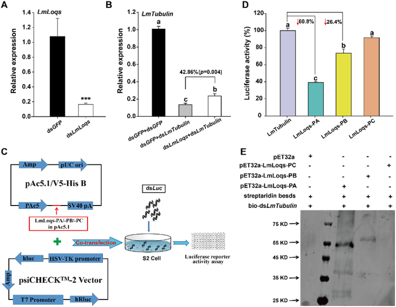 Three alternative splicing variants of <i>Loquacious</i> play different roles in miRNA- and siRNA-mediated RNAi pathways in <i>Locusta migratoria</i>.