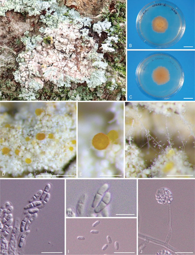 <i>Cylindromonium dirinariae sp. nov</i>. (<i>Ascomycota, Hypocreales</i>), a new nectrioid lichenicolous species on <i>Dirinaria applanata</i> in Japan.