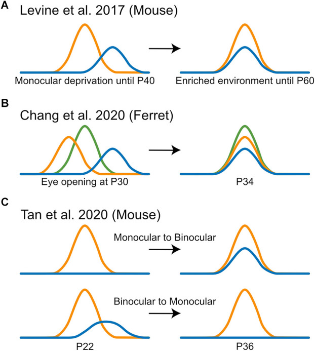 Neural circuits for binocular vision: Ocular dominance, interocular matching, and disparity selectivity.