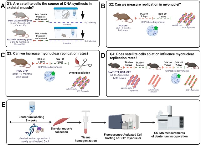 Skeletal Muscle Nuclei in Mice are not Post-mitotic.