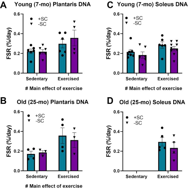 Skeletal Muscle Nuclei in Mice are not Post-mitotic.