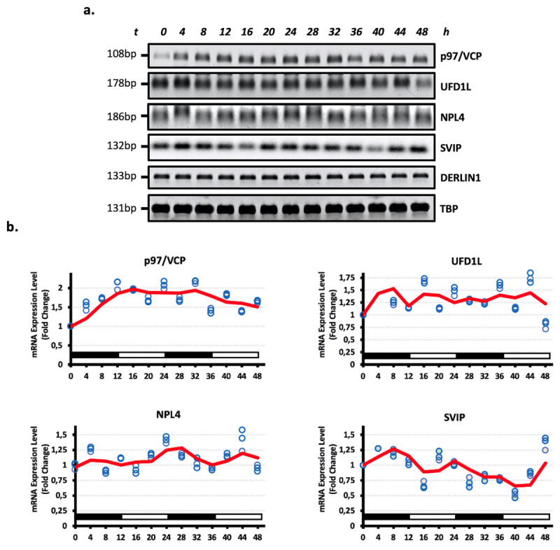 Circadian Oscillation Pattern of Endoplasmic Reticulum Quality Control (ERQC) Components in Human Embryonic Kidney HEK293 Cells.