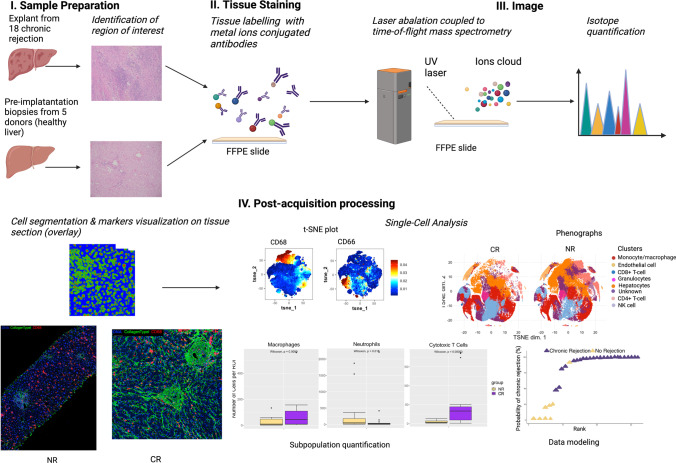 Revisiting transplant immunology through the lens of single-cell technologies.