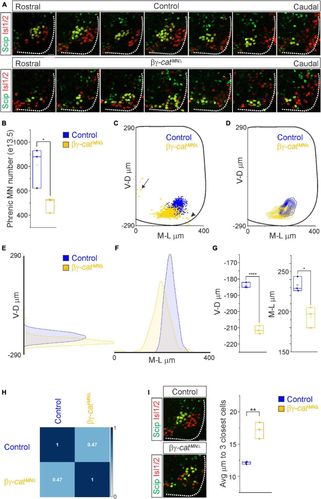 Catenin signaling controls phrenic motor neuron development and function during a narrow temporal window.