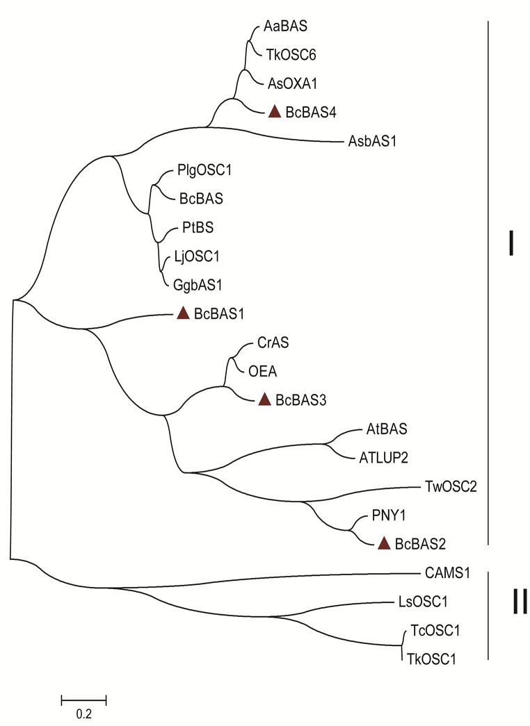 Molecular cloning, functional characterization and expression of the β-amyrin synthase gene involved in saikosaponin biosynthesis in <i>Bupleurum chinense</i> DC.