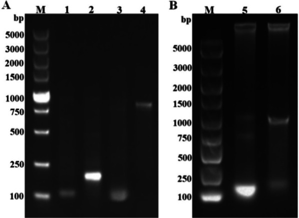 Cloning and functional analysis of the molting gene CYP302A1 of Daphnia sinensis.