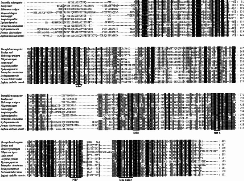 Cloning and functional analysis of the molting gene CYP302A1 of Daphnia sinensis.