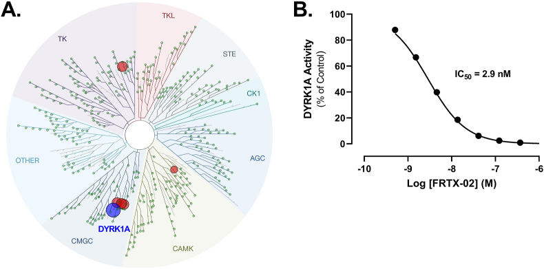 FRTX-02, a selective and potent inhibitor of DYRK1A, modulates inflammatory pathways in mouse models of psoriasis and atopic dermatitis