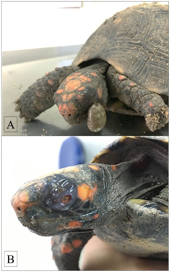 Parasitism by <i>Amblyomma rotundatum</i> Koch, 1844 (Acari: Ixodidae) associated with blefaritis on a red-footed tortoise (<i>Chelonoidis carbonarius</i>) in Rio de Janeiro state - case report.