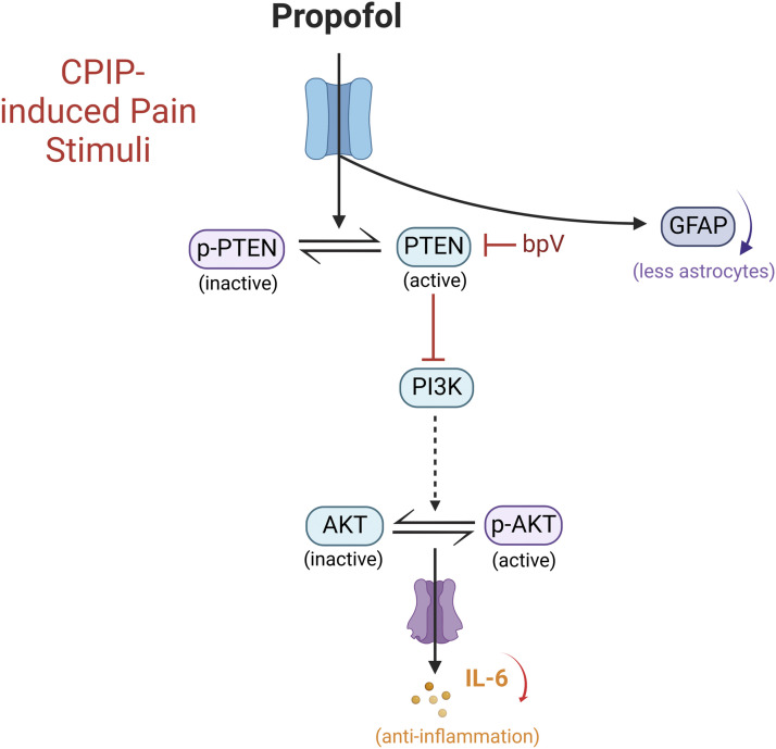 Sub-anaesthetic dose of propofol attenuates mechanical allodynia in chronic post-ischaemic pain <i>via</i> regulation of PTEN/PI3K/IL-6 signalling.