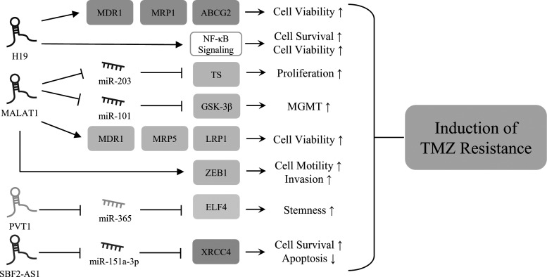 Long non-coding RNA in glioma: novel genetic players in temozolomide resistance.