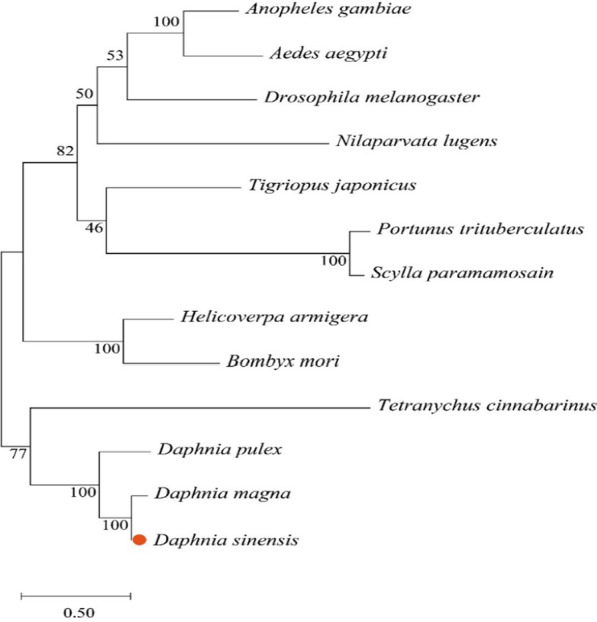 Cloning and functional analysis of the molting gene CYP302A1 of Daphnia sinensis.