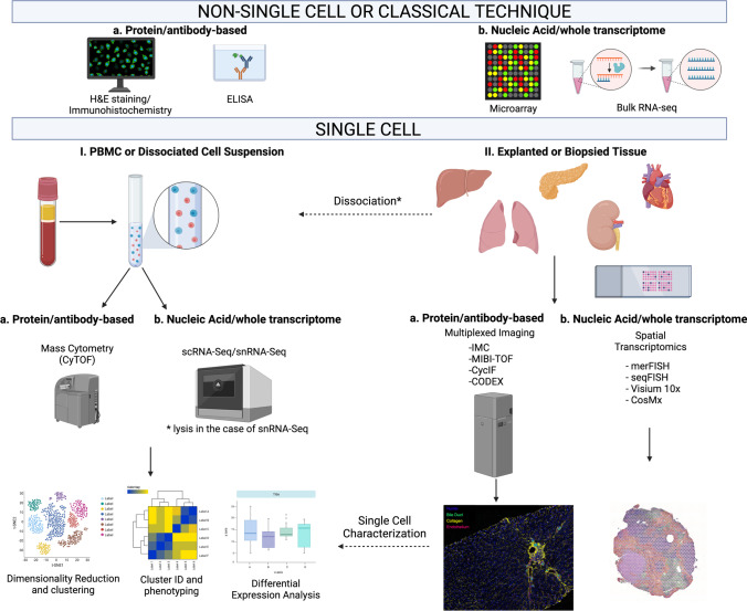 Revisiting transplant immunology through the lens of single-cell technologies.