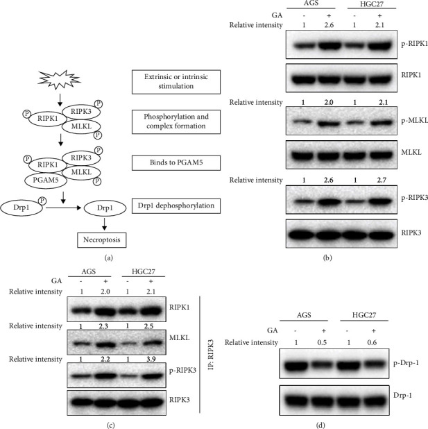 Gambogic Acid Inhibits Gastric Cancer Cell Proliferation through Necroptosis.