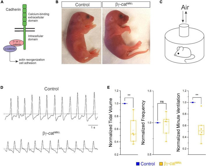 Catenin signaling controls phrenic motor neuron development and function during a narrow temporal window.