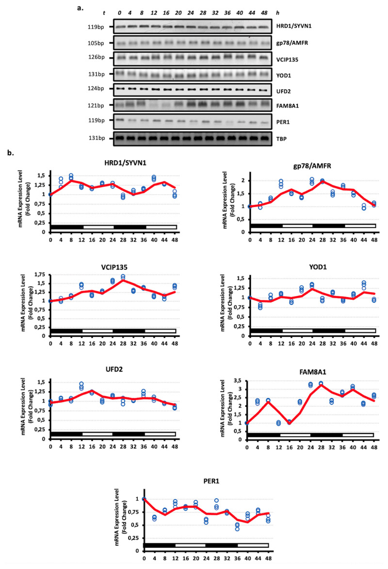 Circadian Oscillation Pattern of Endoplasmic Reticulum Quality Control (ERQC) Components in Human Embryonic Kidney HEK293 Cells.