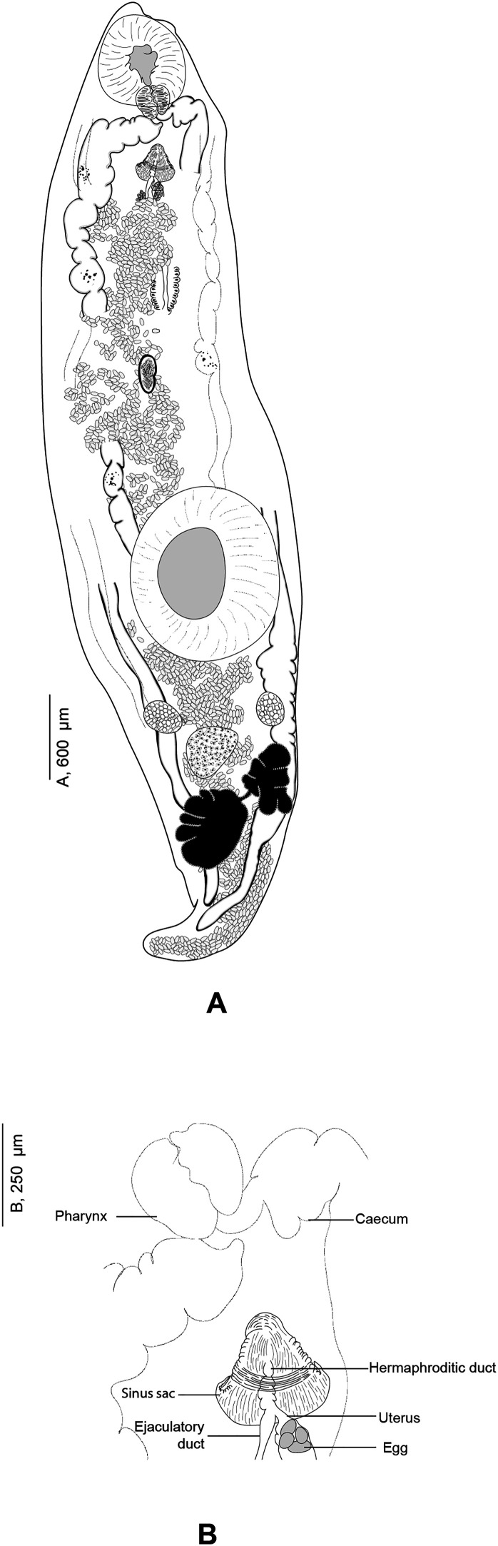 Hidden in the fog: morphological and molecular characterisation of Derogenes varicus sensu stricto (Trematoda, Derogenidae) from Sweden and Norway, and redescription of two poorly known Derogenes species.