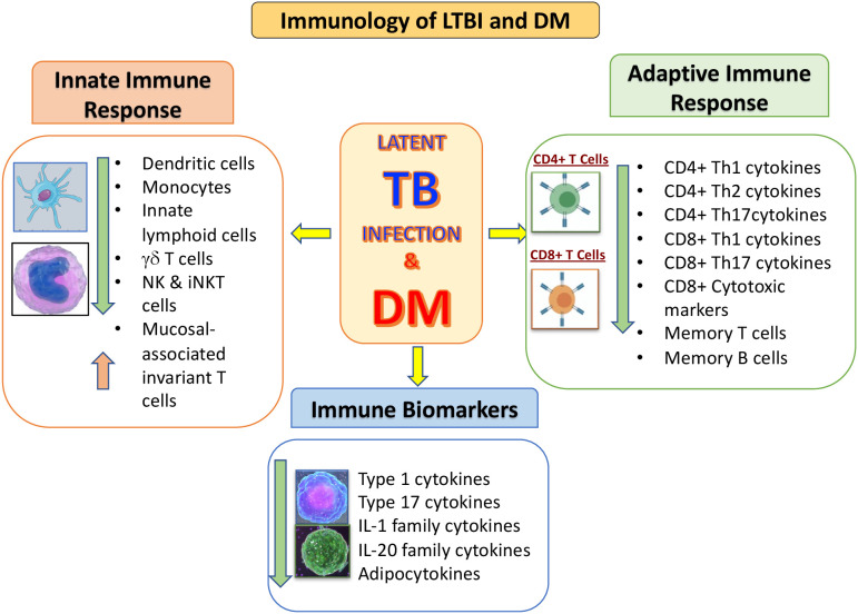 Impact of diabetes mellitus on immunity to latent tuberculosis infection.