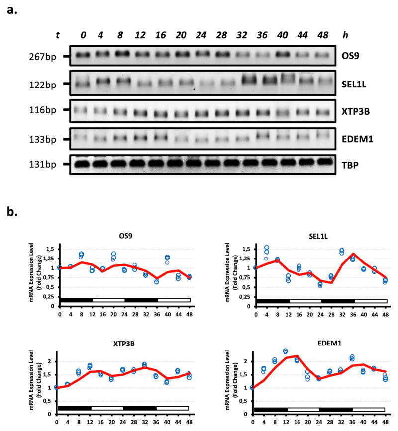 Circadian Oscillation Pattern of Endoplasmic Reticulum Quality Control (ERQC) Components in Human Embryonic Kidney HEK293 Cells.