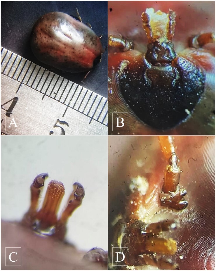 Parasitism by <i>Amblyomma rotundatum</i> Koch, 1844 (Acari: Ixodidae) associated with blefaritis on a red-footed tortoise (<i>Chelonoidis carbonarius</i>) in Rio de Janeiro state - case report.