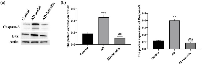 An interventional study of baicalin on neuronal pentraxin-1, neuronal pentraxin-2, and C-reactive protein in Alzheimer's disease rat model.