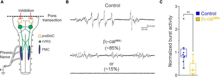 Catenin signaling controls phrenic motor neuron development and function during a narrow temporal window.