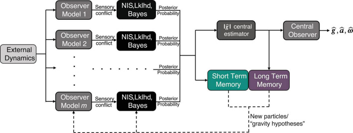 Modeling orientation perception adaptation to altered gravity environments with memory of past sensorimotor states.