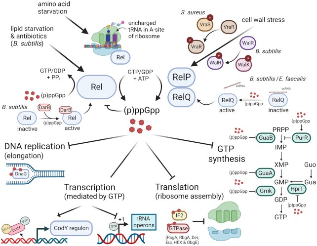 Role of (p)ppGpp in antibiotic resistance, tolerance, persistence and survival in Firmicutes.