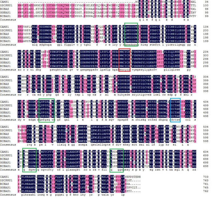 Molecular cloning, functional characterization and expression of the β-amyrin synthase gene involved in saikosaponin biosynthesis in <i>Bupleurum chinense</i> DC.