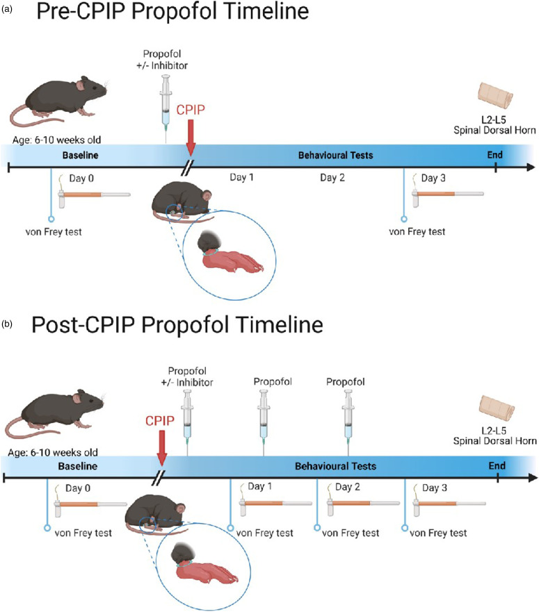 Sub-anaesthetic dose of propofol attenuates mechanical allodynia in chronic post-ischaemic pain <i>via</i> regulation of PTEN/PI3K/IL-6 signalling.