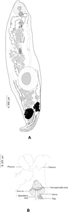 Hidden in the fog: morphological and molecular characterisation of Derogenes varicus sensu stricto (Trematoda, Derogenidae) from Sweden and Norway, and redescription of two poorly known Derogenes species.