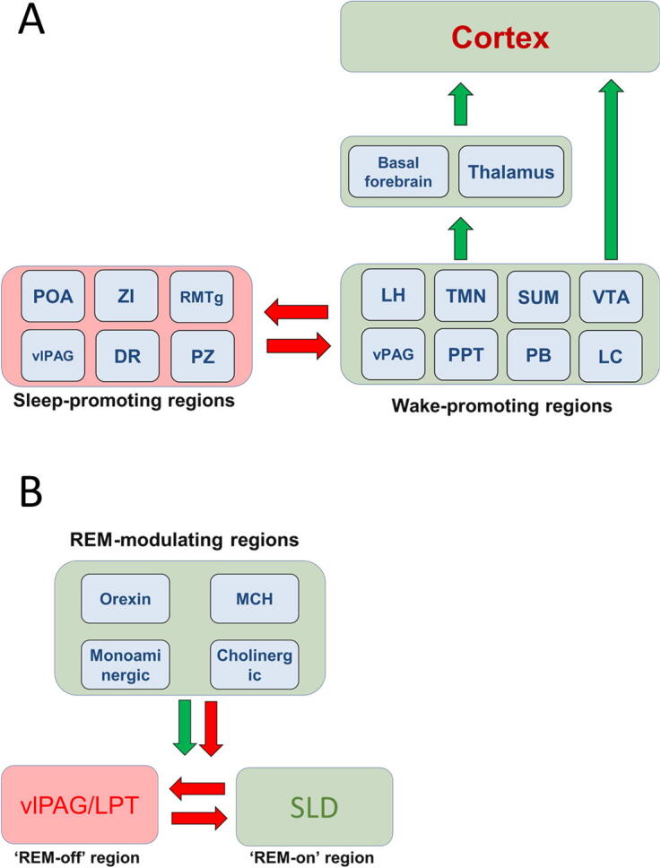 To sleep or not to sleep – Effects on memory in normal aging and disease