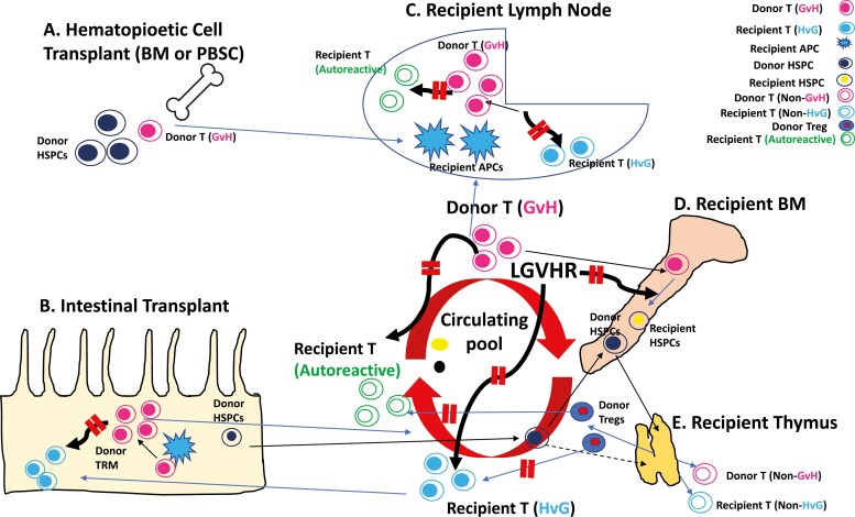 Leveraging the lymphohematopoietic graft-versus-host reaction (LGVHR) to achieve allograft tolerance and restore self tolerance with minimal toxicity.