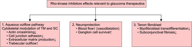 Rho-kinase Inhibitors in Ocular Diseases: A Translational Research Journey.