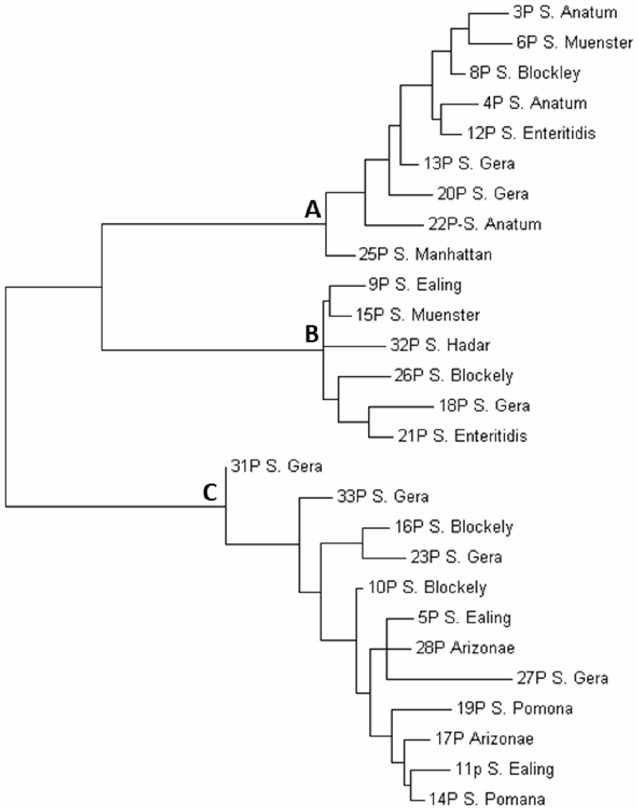 Comparative Molecular Analysis and Antigenicity Prediction of an Outer Membrane Protein (ompC) of Non-typhoidal <i>Salmonella</i> Serovars Isolated from Different Food Animals in Lagos, Nigeria.