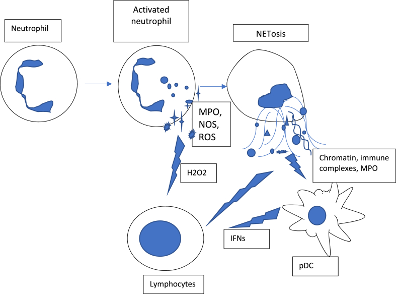 Could a simple biomarker as neutrophil-to-lymphocyte ratio reflect complex processes orchestrated by neutrophils?