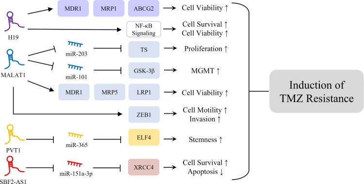 Long non-coding RNA in glioma: novel genetic players in temozolomide resistance.