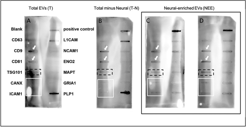 L1CAM immunocapture generates a unique extracellular vesicle population with a reproducible miRNA fingerprint.