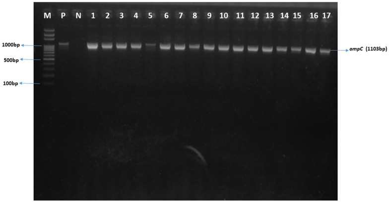 Comparative Molecular Analysis and Antigenicity Prediction of an Outer Membrane Protein (ompC) of Non-typhoidal <i>Salmonella</i> Serovars Isolated from Different Food Animals in Lagos, Nigeria.