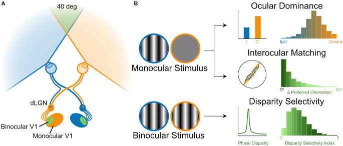 Neural circuits for binocular vision: Ocular dominance, interocular matching, and disparity selectivity.