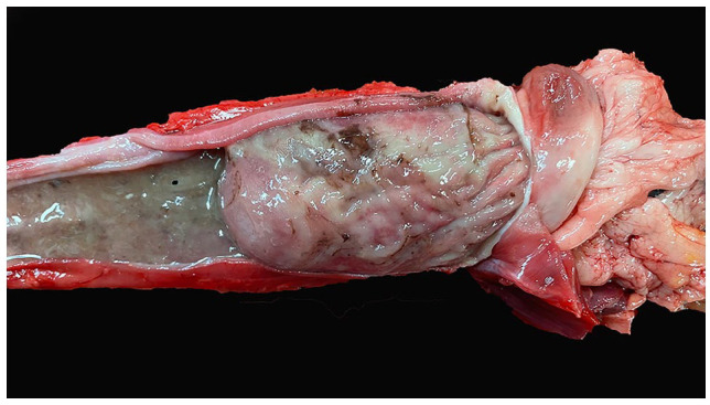 Dysautonomia in two littermate kittens.