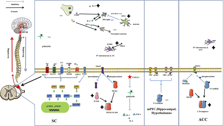 Mechanisms of acupuncture-electroacupuncture on inflammatory pain.