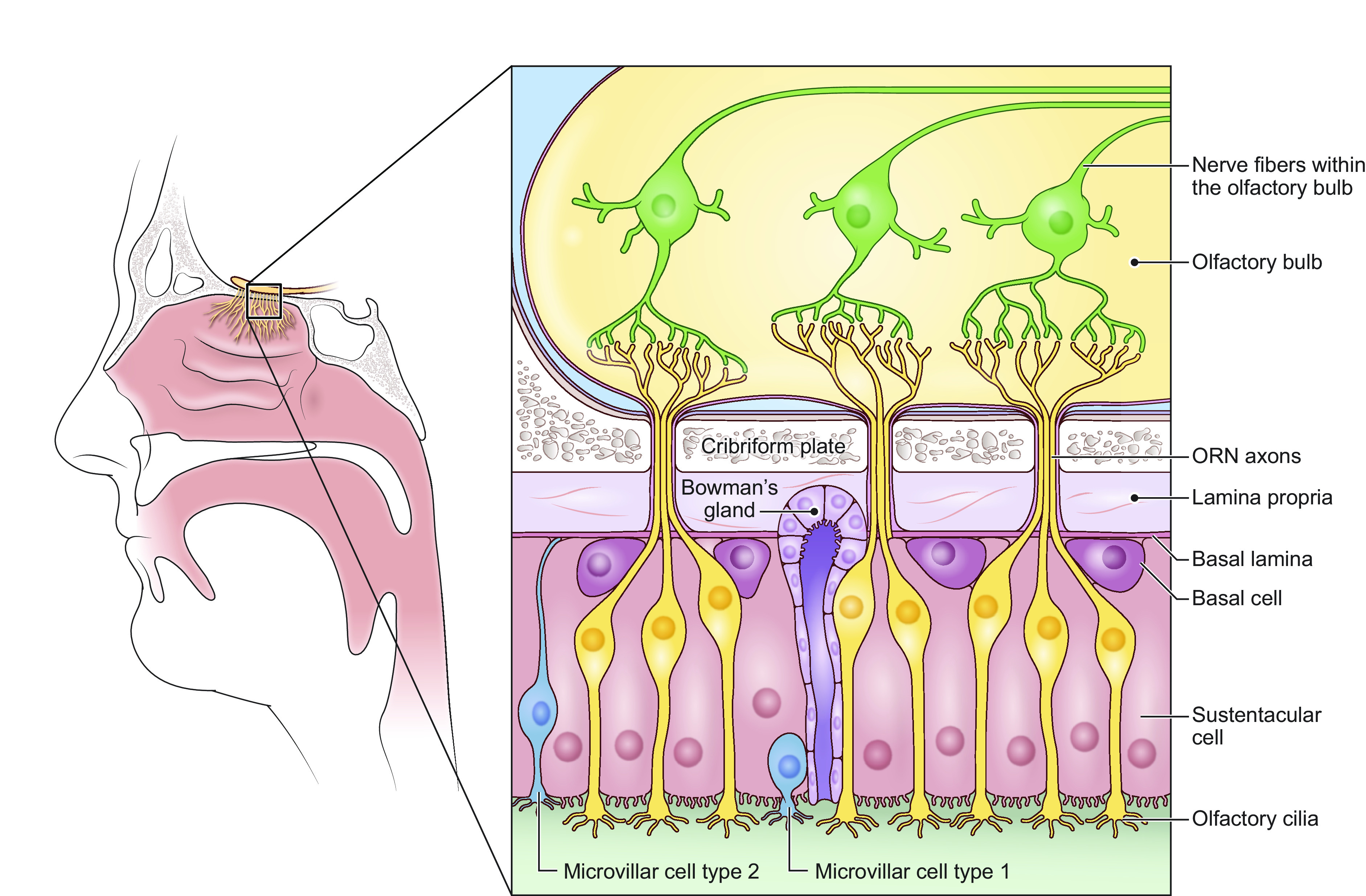 A systematic review of the biological mediators of fat taste and smell.